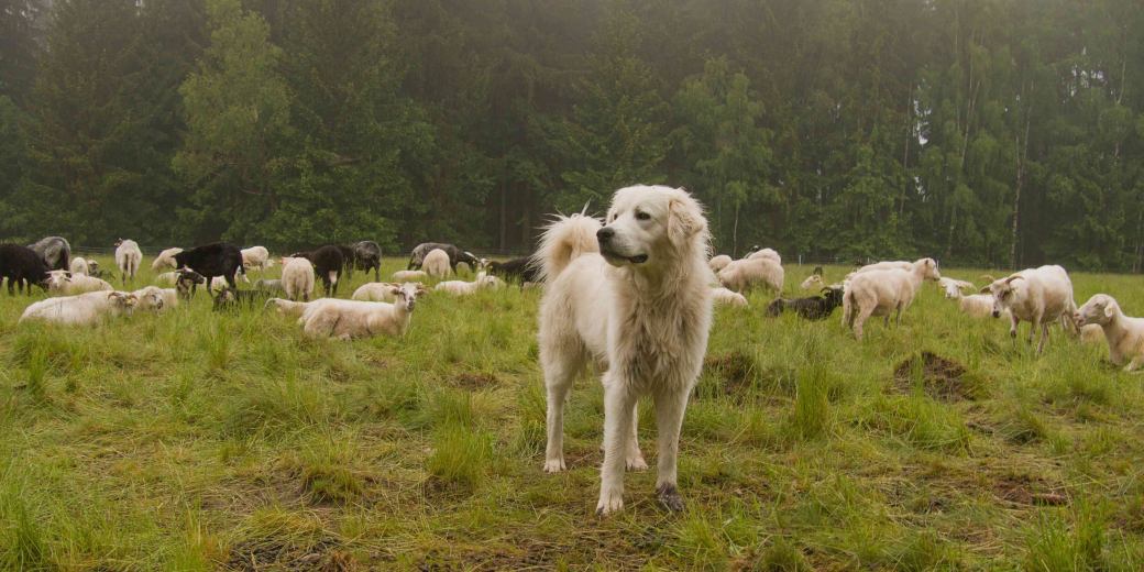 Pastevecký pes ČSOP Libosváry na pastvě se zvířaty.
