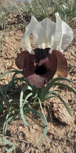 Detail rostliny Iris elegantissima.