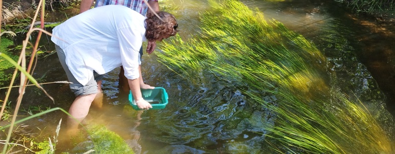 More than Two Hundred Pearl Mussels Released to the Malše River