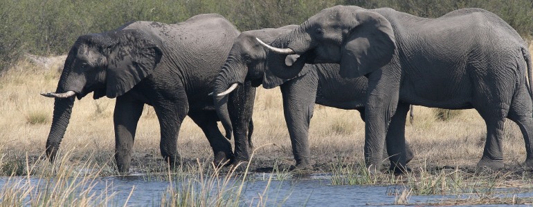 Světový den divoké přírody – bez regulace obchodu by možná v Africe sloni už nebyli