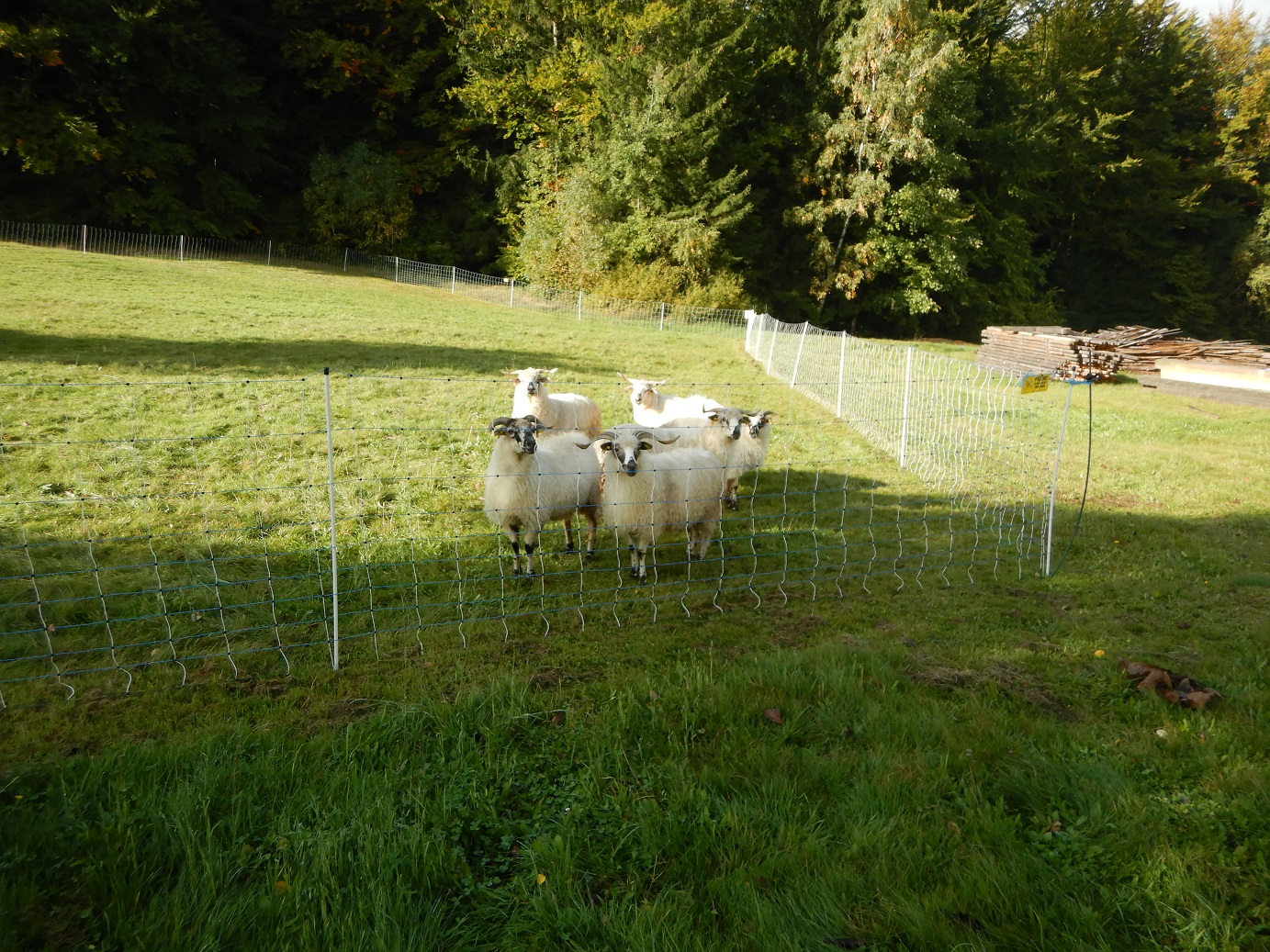 ovce za síťovým elektrickým ohradníkem 2