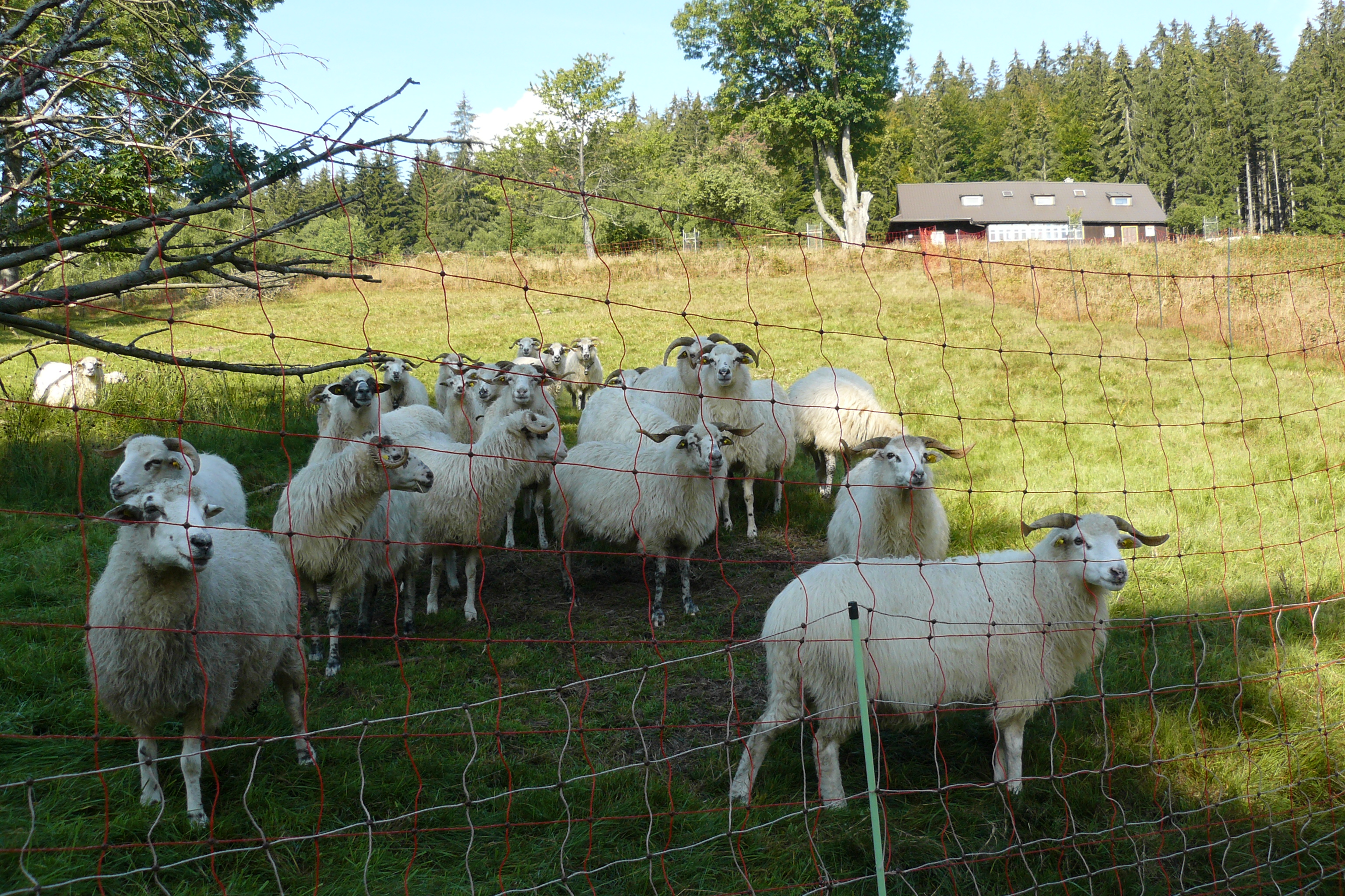 ovce za síťovým elektrickým ohradníkem 1
