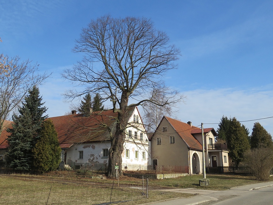 Vernéřovická lípa - lípa velkolistá.