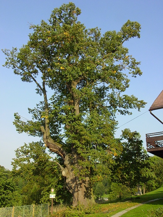 Berkova lípa - lípa velkolistá.