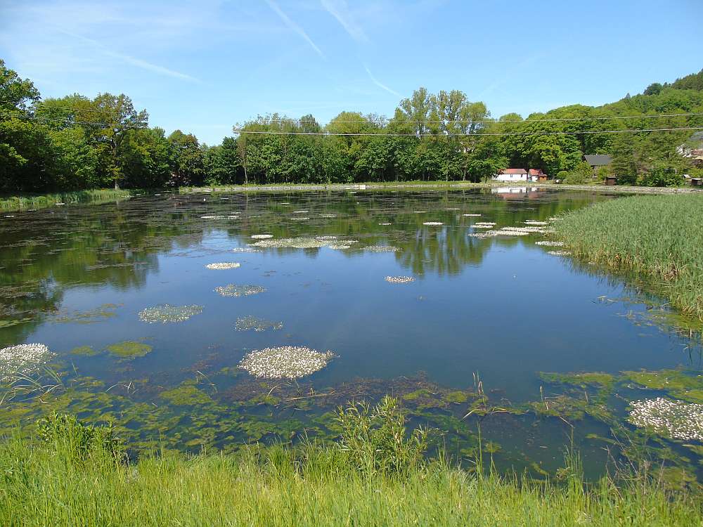 Revitalizace rybníků v Krucemburku splnila účel